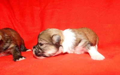 Havanský psík, štěně s rodokmenem