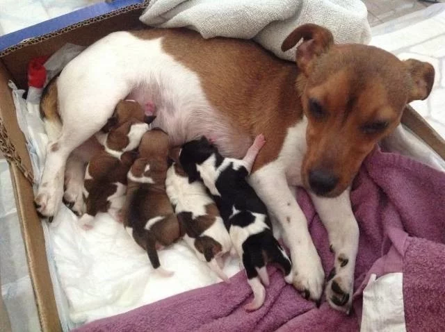 Prodáme štěňátka