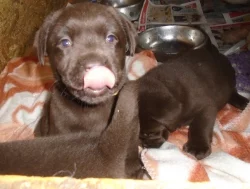 Labradorský retriever s PP- čokoladový