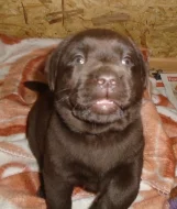 Labradorský retriever s PP- čokoladový