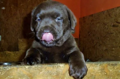 Labradorský retriever s PP- čokoladový