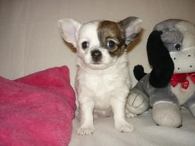 Čivava dl. fenka bez PP