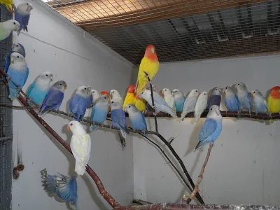 AGAPORNIS RŮŽOHRDLÝ OPALÍN, FISCHERI