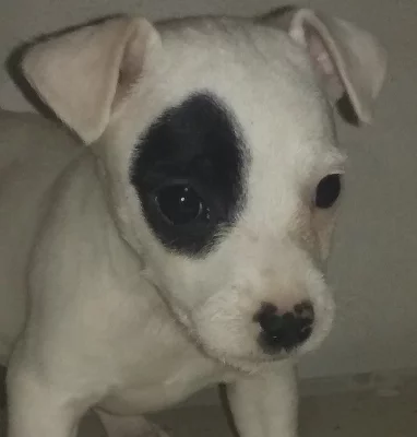 Parson Russell terier bez PP