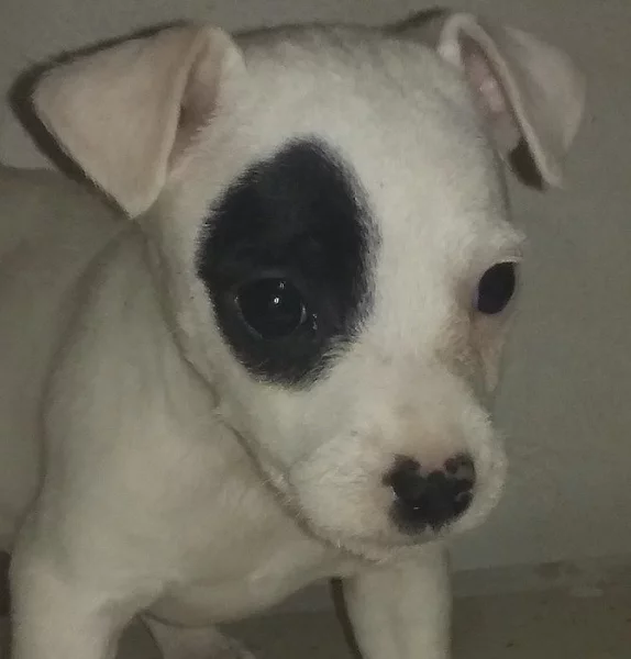 Parson Russell terier bez PP