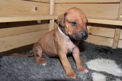 Rhodéský ridgeback štěňátka s PP