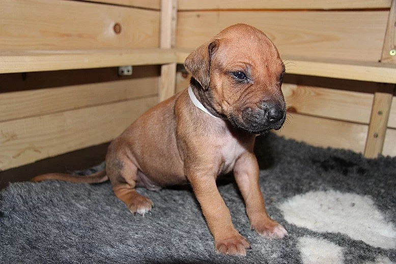 Rhodéský ridgeback štěňátka s PP