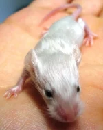 Barevné myšky