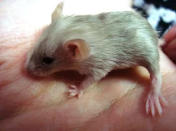 Barevné myšky