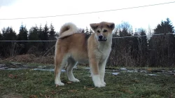 Fenečka Akita Inu