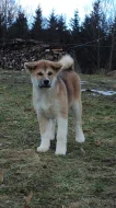 Fenečka Akita Inu