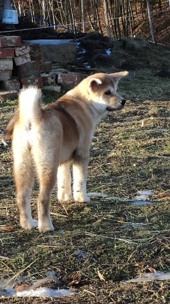Fenečka Akita Inu