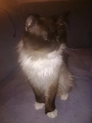 Kocour ragdoll