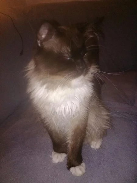 Kocour ragdoll