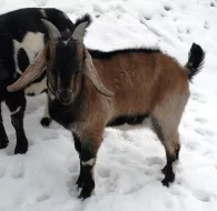 Anglonubijský kozlík