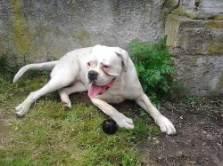 Ztratil se bílý boxer