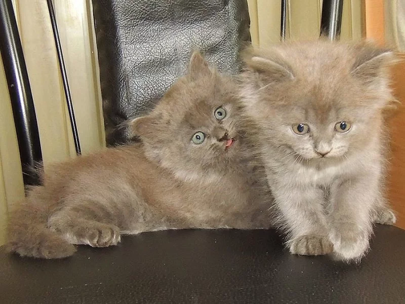 Britská koťátka s PP