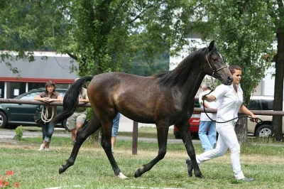 Nabízíme dvouletou klisnu Shagya arab, Ekou