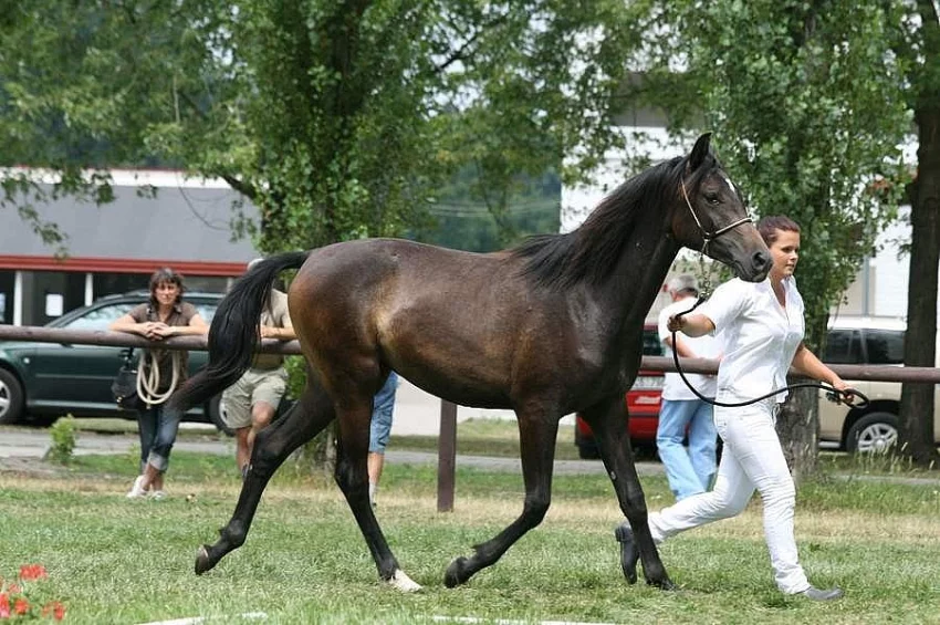 Nabízíme dvouletou klisnu Shagya arab, Ekou