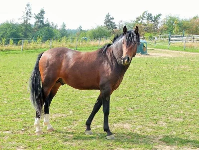 Prodáme valacha ČSP