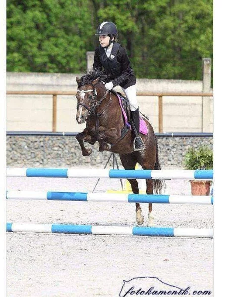 Nabízíme sportovní klisnu ČSP