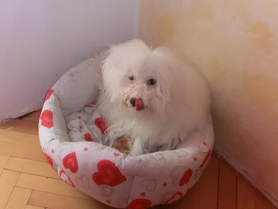 Krytí fenky Coton de tuléar