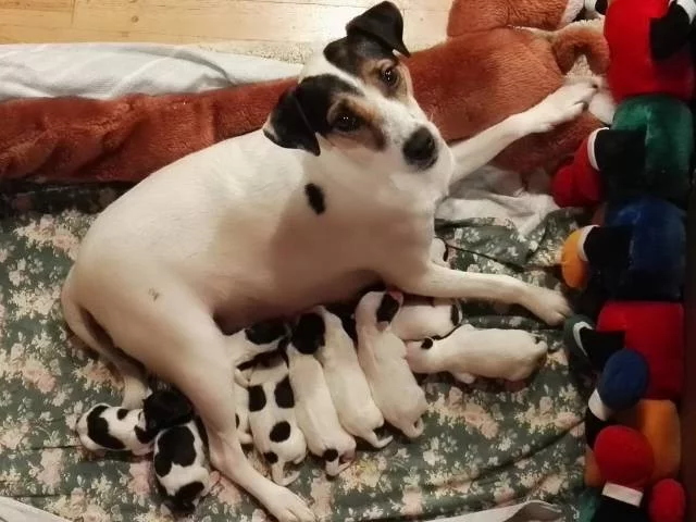 Parson Russell Terrier - štěňata s PP