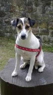 Parson Russell Terrier - štěňata s PP