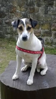 Parson Russell Terrier - štěňata s PP