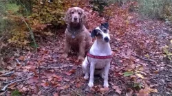 Parson Russell Terrier - štěňata s PP