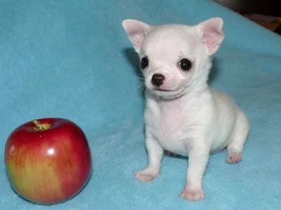 Civava cokoladova, modra, biela, cierna