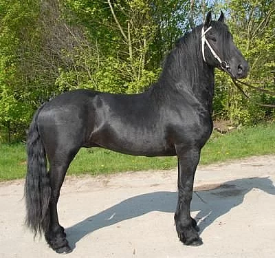 Prodám pár fríských koní