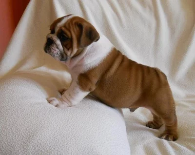 Anglický buldok bez PP