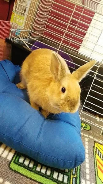 Sháníme krytí zakrslý králík