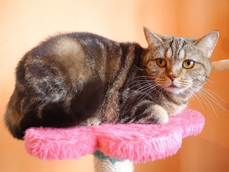 Britská kočka - kastrovaná s PP - čokoládová mramorovaná