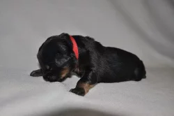 HOVAWART - štěňátka s PP