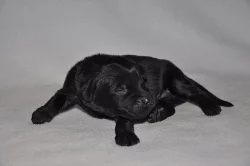 HOVAWART - štěňátka s PP