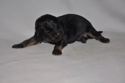 HOVAWART - štěňátka s PP