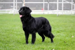 HOVAWART - štěňátka s PP