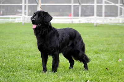 HOVAWART - štěňátka s PP