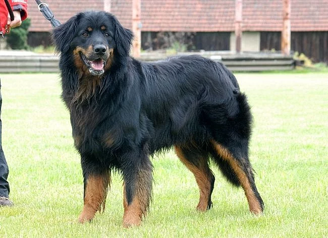 HOVAWART - štěňátka s PP