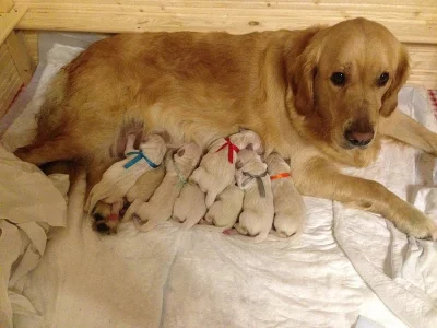 Štěňátka  Zlatého retrívra s PP