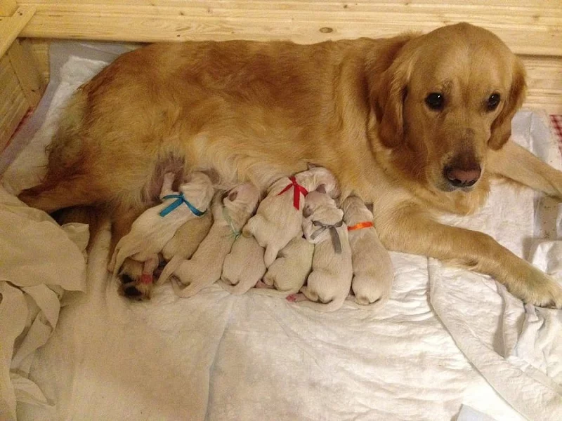 Štěňátka  Zlatého retrívra s PP