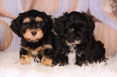 Havanský psík - bišonek s PP