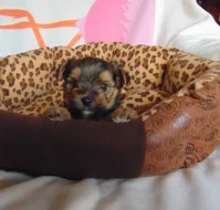 Yorkshire terrier - štěňátka s PP