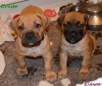 boerboel štěňata s PP