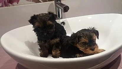 Jorkšírský teriér