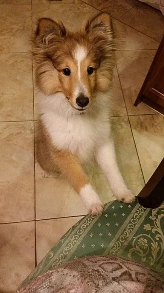 Šeltie - štěně fenku s PP