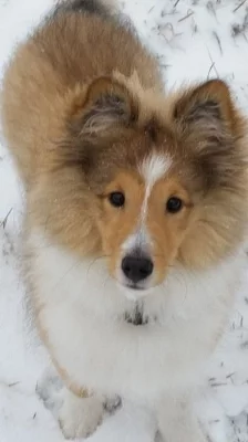 Šeltie - štěně fenku s PP