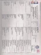 Šeltie - štěně fenku s PP